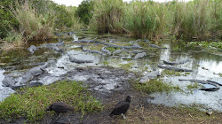 Everglades National Park