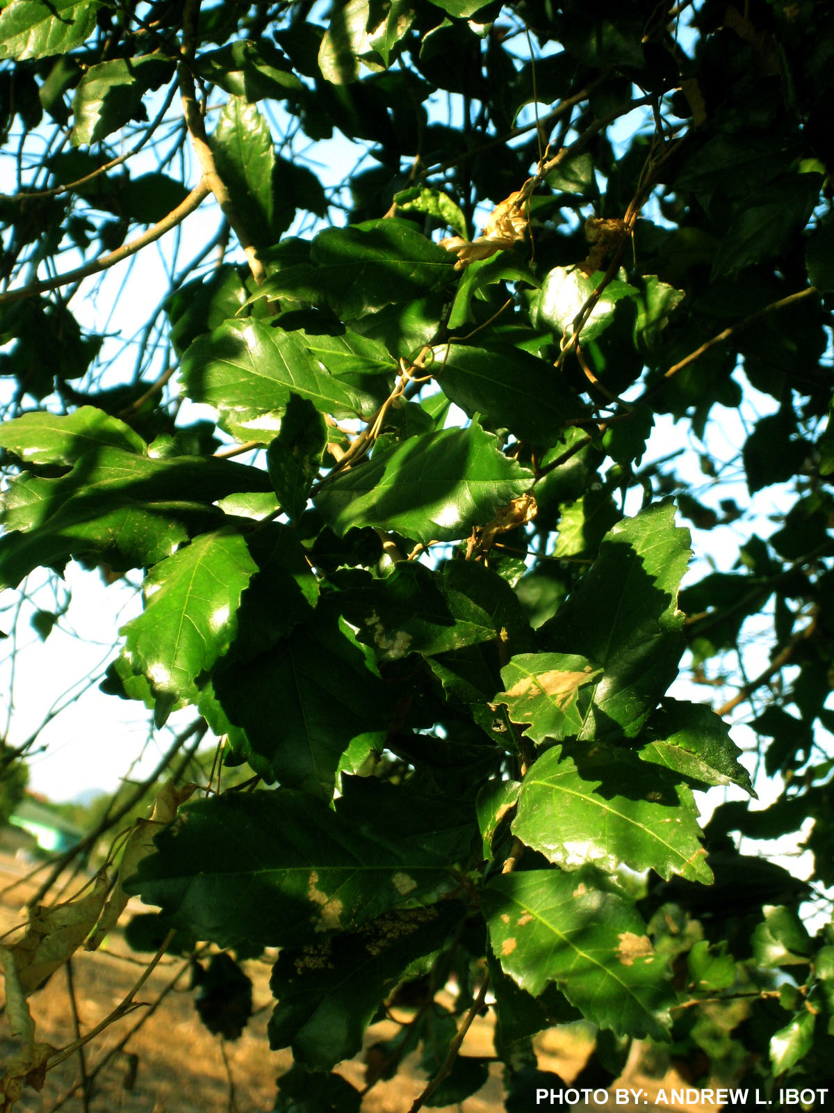 Ako si ANDREW IBOT! Tsaang Gubat Halamang Gamot / Herbal Medicine