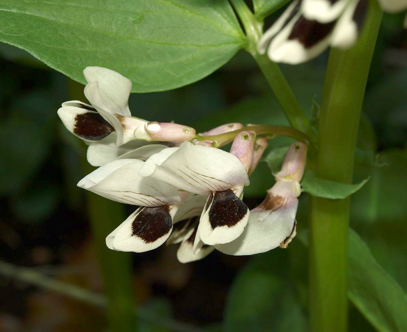 Mark's Veg Plot Broad Beans