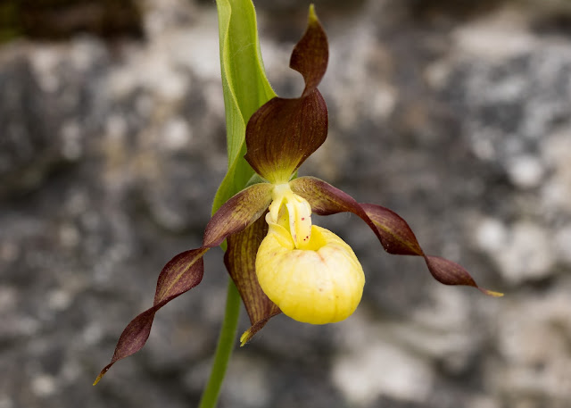 Lady's Slipper Orchid - Gait Barrows, Cumbria