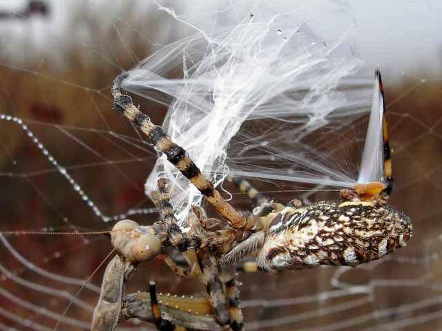 A battle between a spider and a mantis, animal fights, animal battle