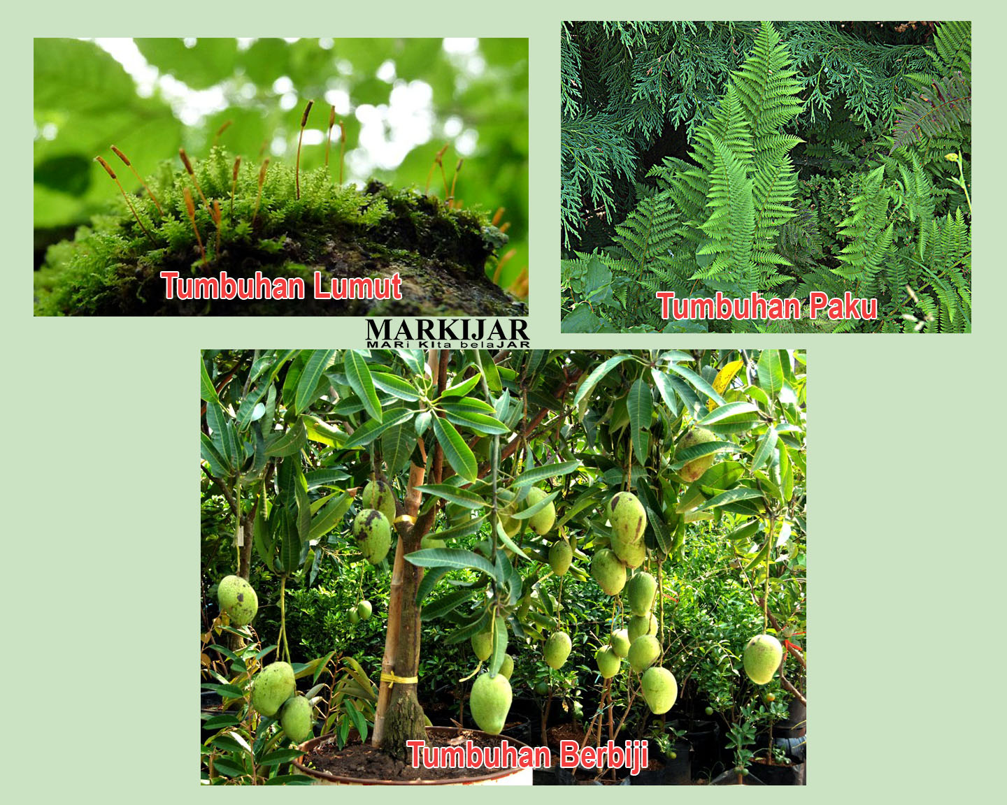 Pengertian Kingdom Plantae Lengkap Ciri, Contoh, Klasifikasi, Jenis dan