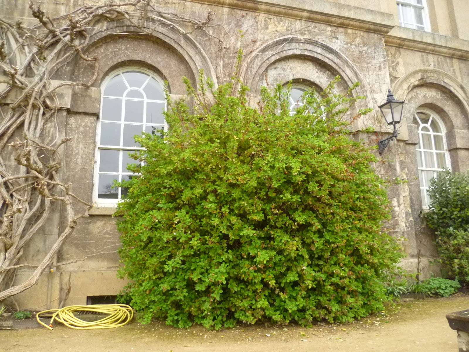 Worcester College Gardeners 20092018 Hard Pruning The Winter