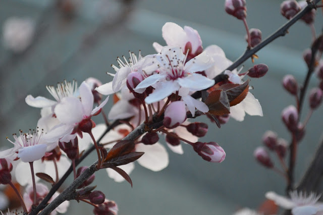 Spring Photography