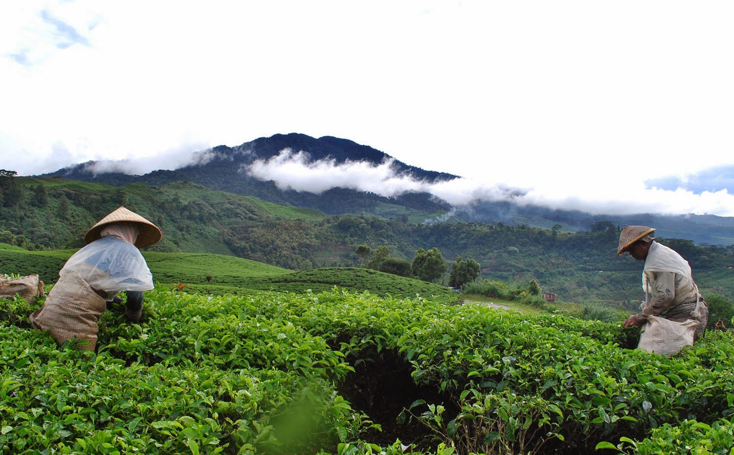 perusahaan agraris