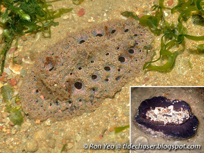 Spongy Nudibranch (Atagema spongiosa)