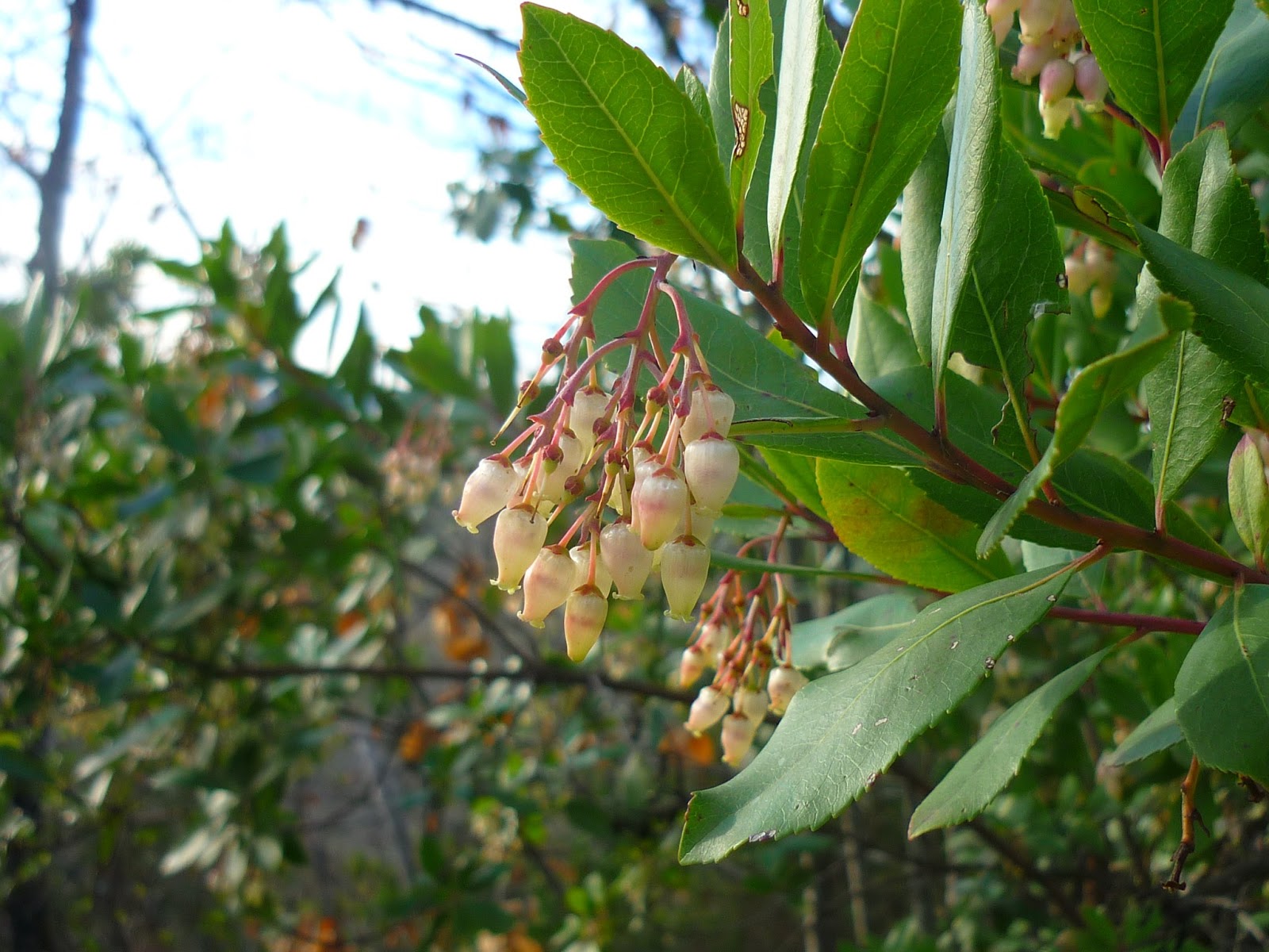 La Chef A: 2013 buenos deseos