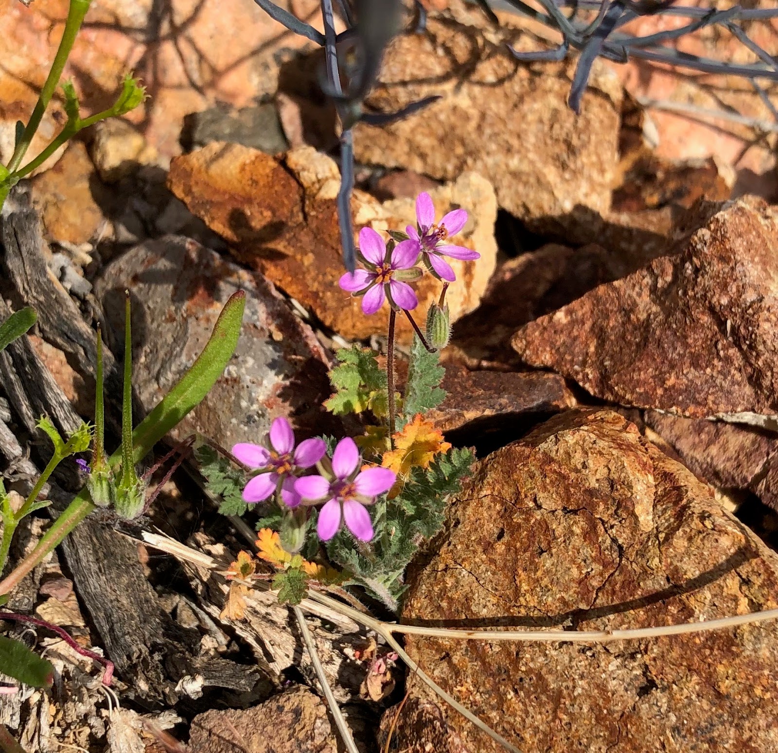 Vanholio 10 Amazin Facts About The Creosote Bush