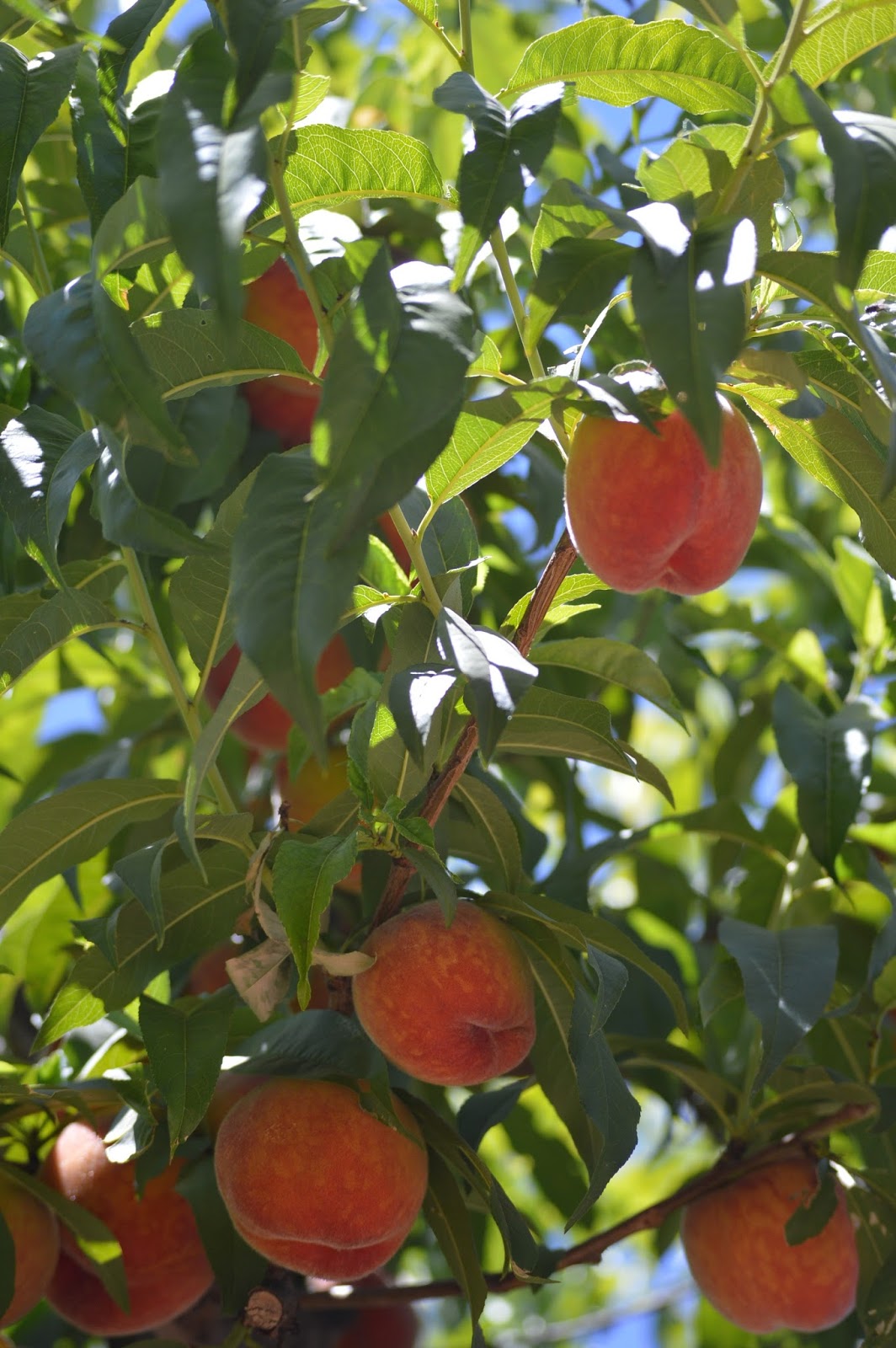 Annabanana It's Arizona Peach Season