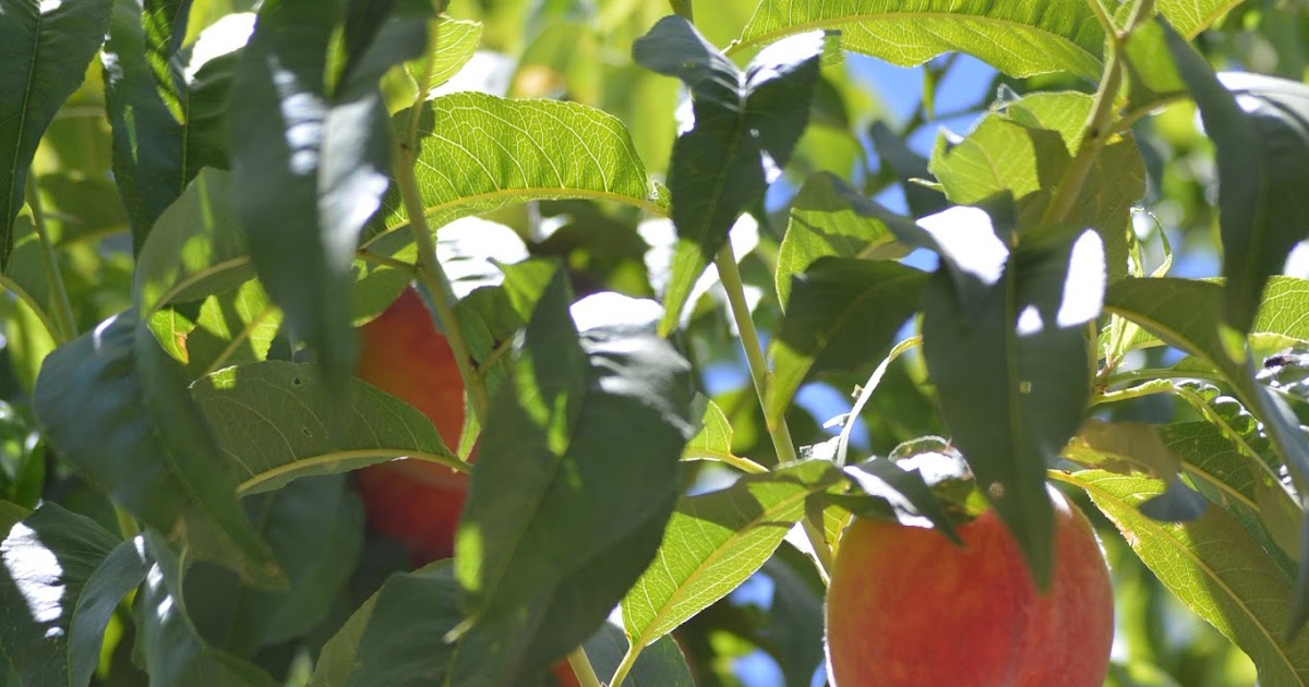Annabanana It's Arizona Peach Season