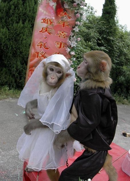  Monkey Wedding Dress  Check it out now 