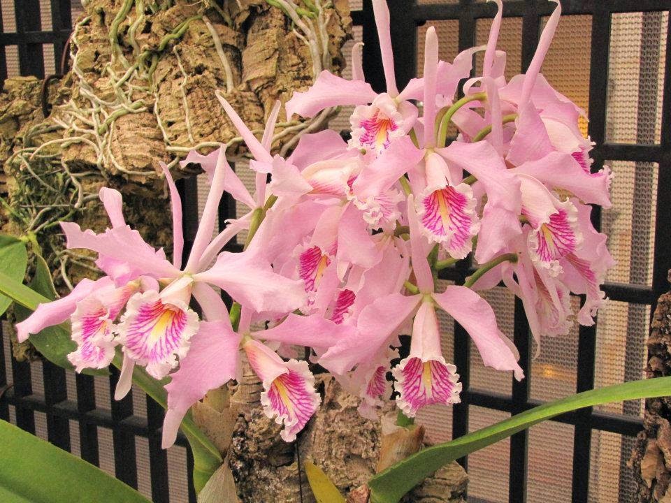 Alianças de namoro ourivesaria Alianças de namoro ourivesaria