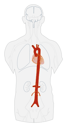human aorta
