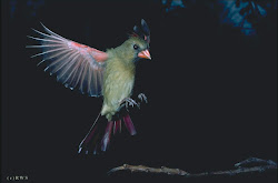 flying birds wallpapers sun latest desktop shines