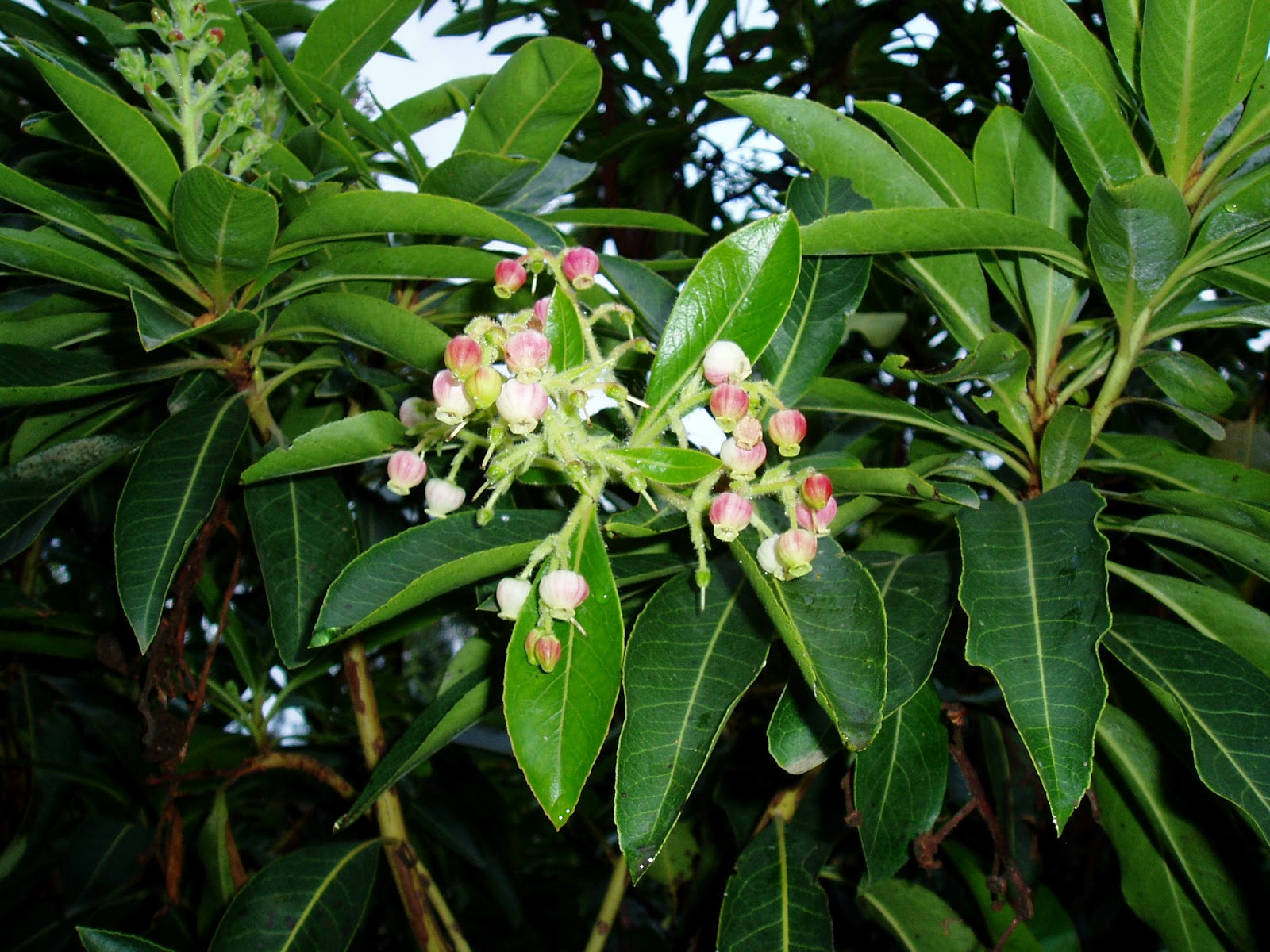MADROÑO: Arbutus unedo | Plantas rioMoros