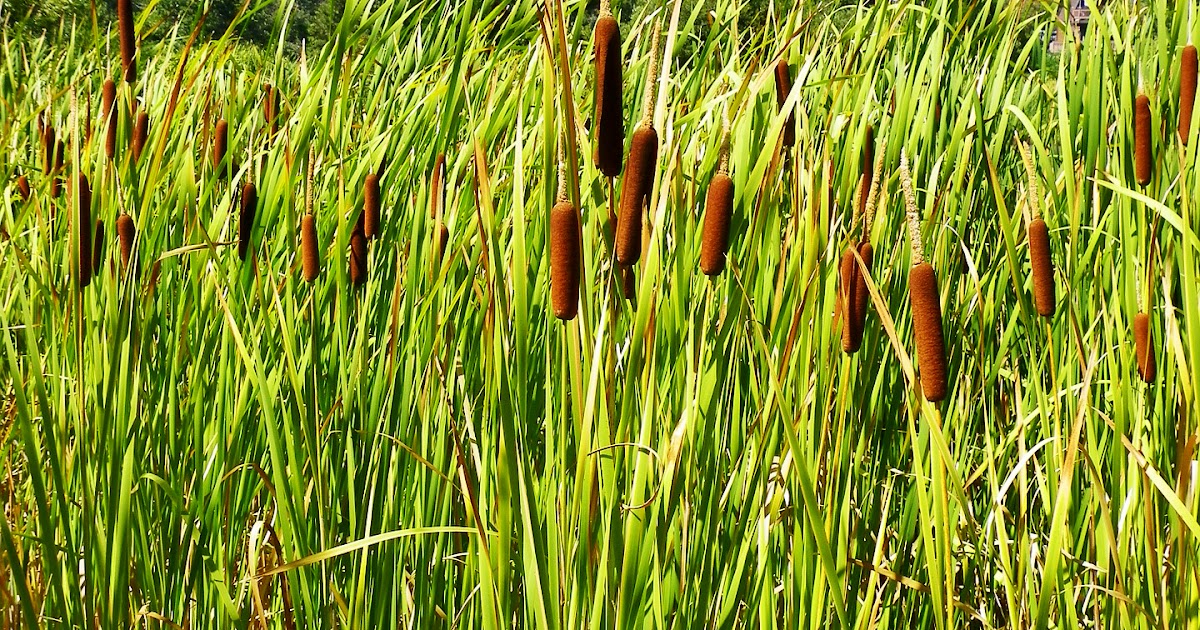 Stories from the Wigwam Medicinal Monday... Cattails