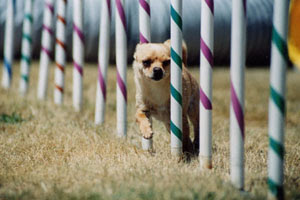 Agility chihuahuas