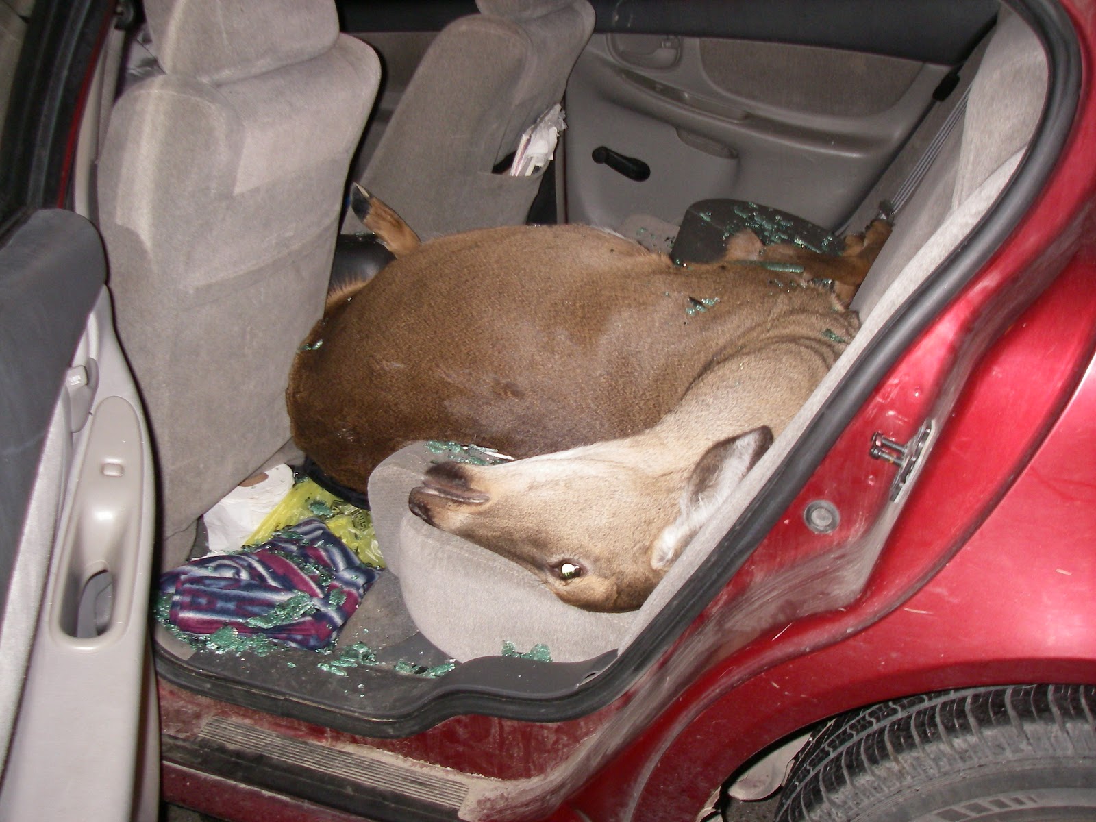 Pam's Pride In some games there are only losers!!