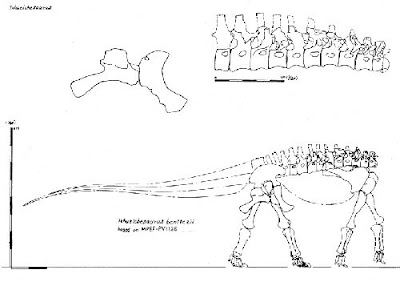 dinosaurios de argentina Tehuelchesaurus