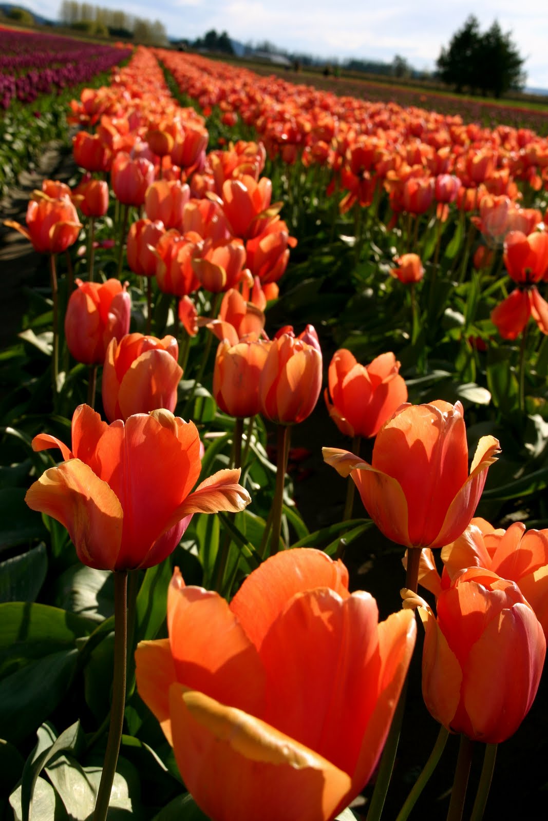 101 Uses for a Cardboard Box Spring Refresh
