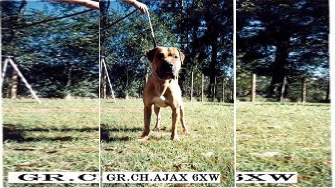 GR CH BIG THICKET KENNELS AJAX 6XW PerrosGame