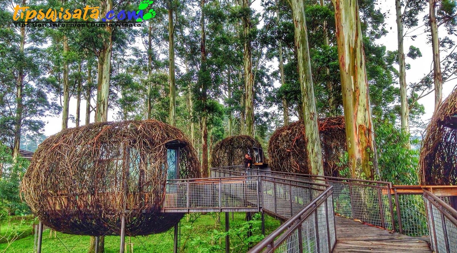 lutung kasarung tempat makan mirip sangkar burung 545481 lutung kasarung tempat makan mirip sangkar burung 545481