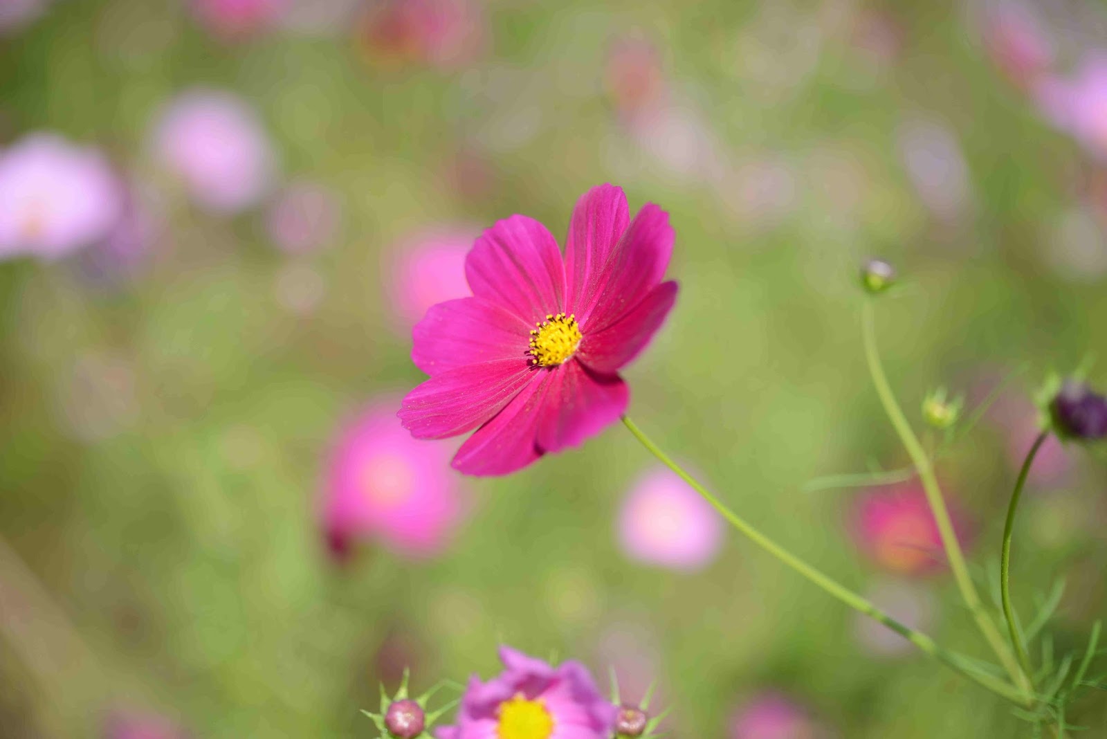 きた みた まけた コスモス畑 吉見町 埼玉県比企郡吉見町下細谷耕地
