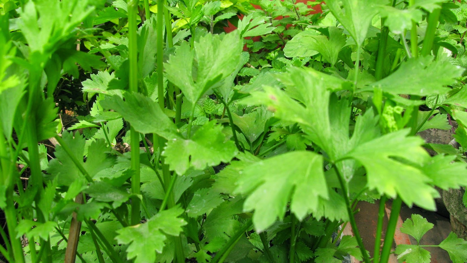Organic Herbs and Spices Coriander Herb Health Benefits