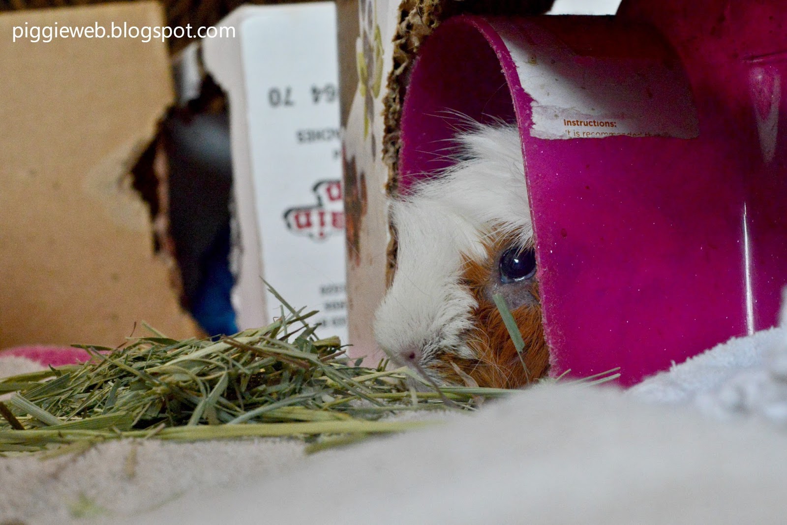 Piggie Web: Guinea Pig Bladder Stones