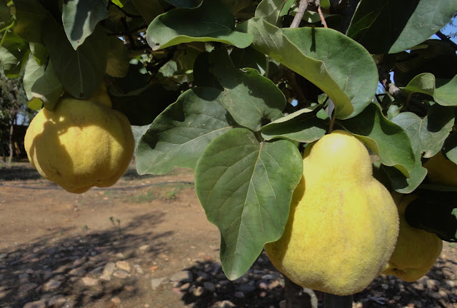 ZAMBOAS EN EL ÁRBOL, OTOÑO