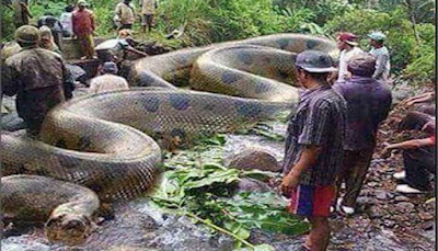 Anaconda Hijau
