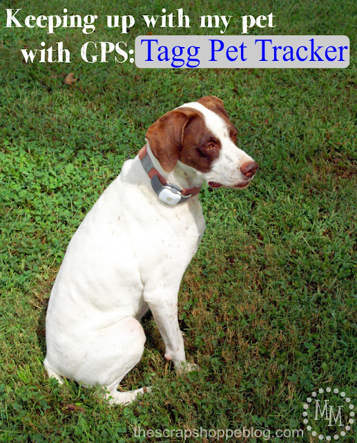 tagg pet tracker