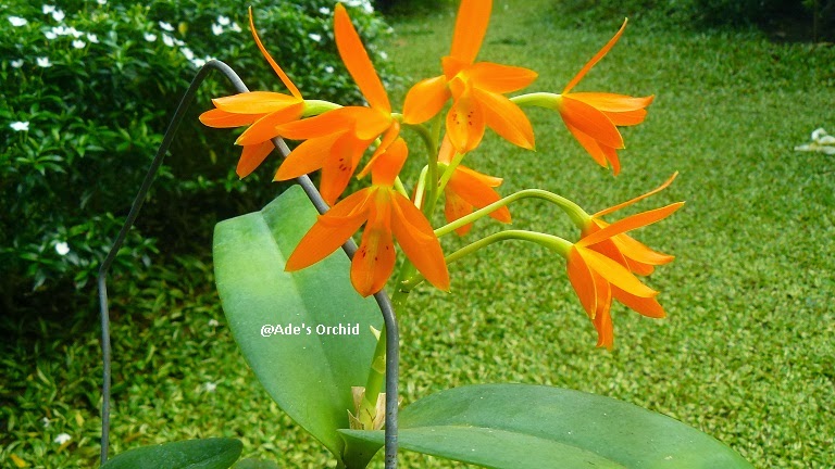 Ade's Orchid: Cattleya aurantiaca