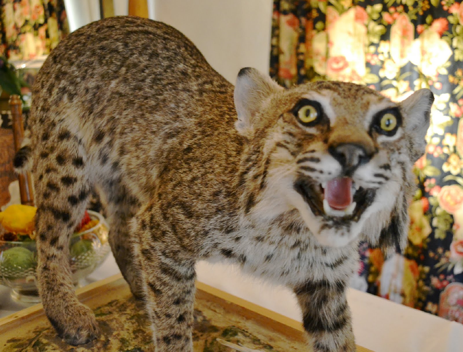 The Wild Life Bobcat Mount