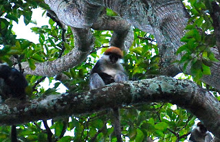 Uhehe Red Colobus