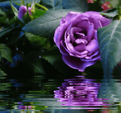 Resultado de imagem para gifs flores em movimento
