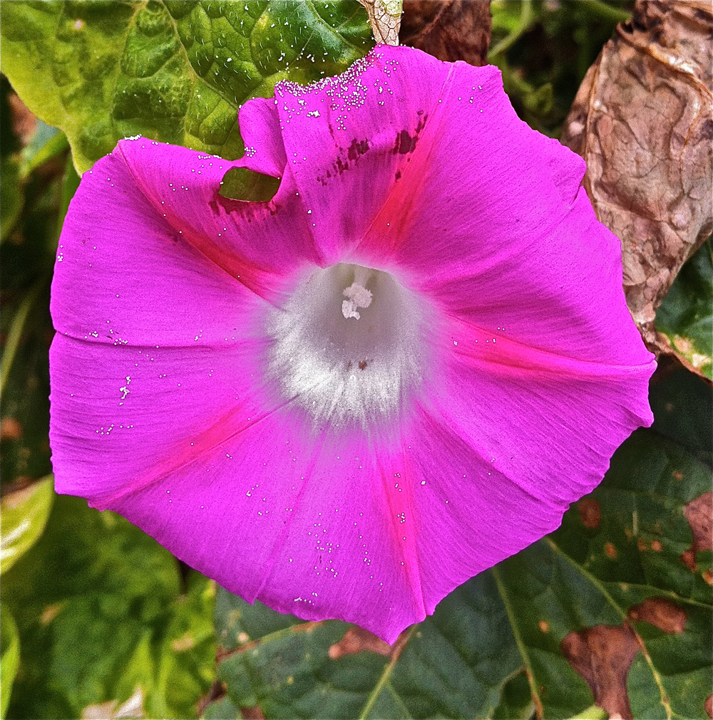 the rusty hoe today's plant morning glory