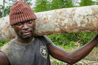 Logger in the Democratic Republic of the Congo