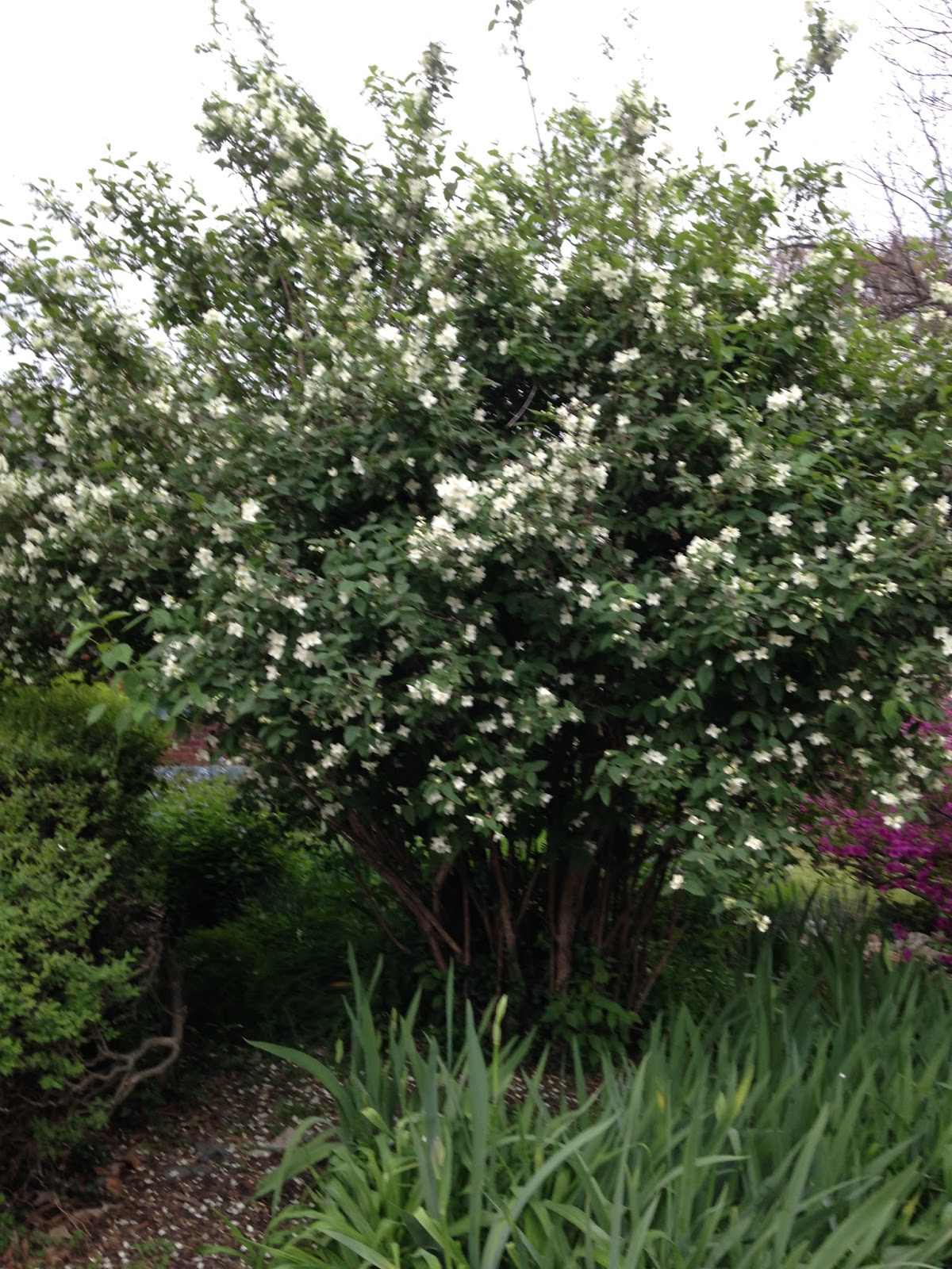 Double Flowering Mock Orange Defies The Odds In My Garden