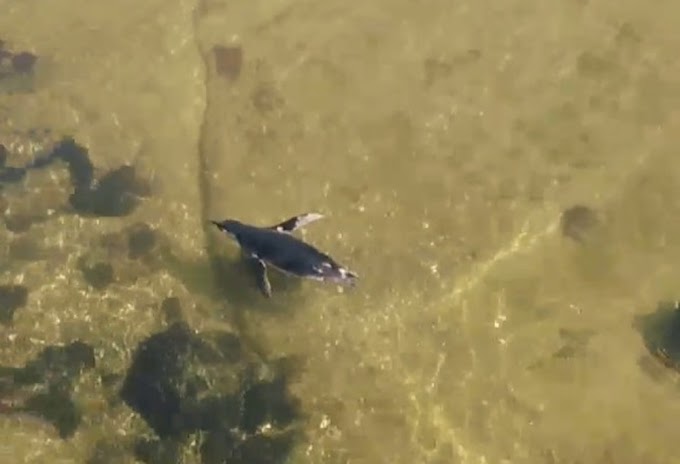 Pinguim aparece na Lagoa da Conceição em Florianópolis