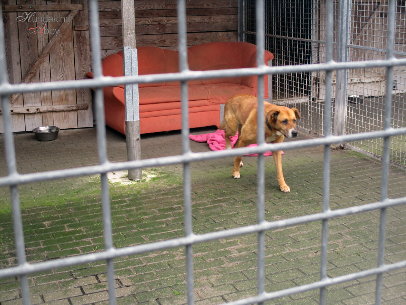 Meine Tierischen Mitbewohner Mayodans Blog