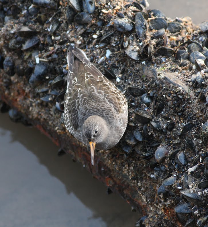 Mark James Pearson pulling mussels from a shell