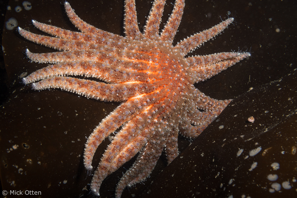 Mick's marine biology Sunflower star an amalgam of superlatives part 2