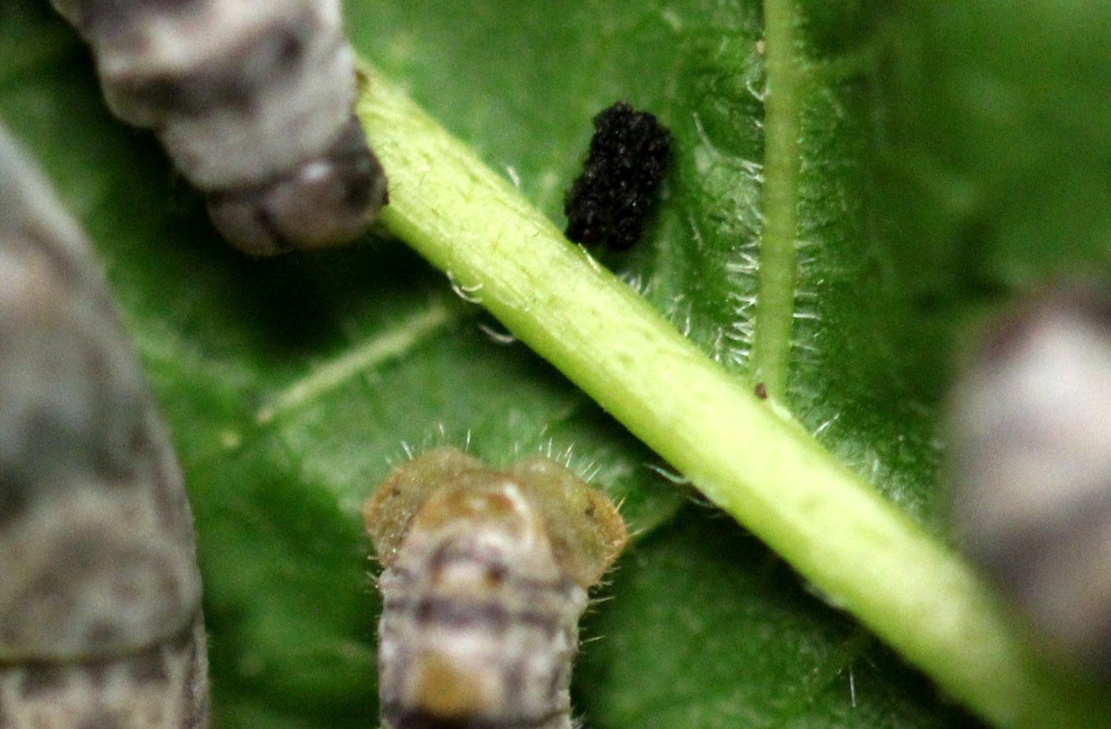 Amazing Silkworms: Anatomy of the Silkworm Larva (Part 2)