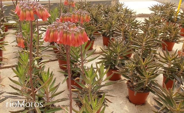 KALANCHOE MEDICINAL: Kalanchoe daigremontiana | Plantas rioMoros