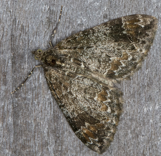Common Marbled Carpet, Dysstroma truncata. Luxford Lane, Crowborough, 26 September 2017. Common Marbled Carpet, Dysstroma truncata. Luxford Lane, Crowborough, 26 September 2017.
