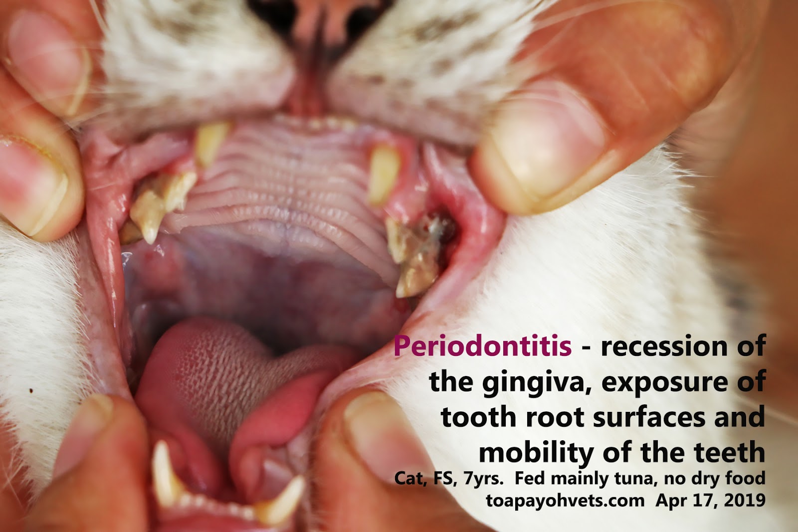 Be Kind To Pets, Vet case studies, Photography tips, Travel Stories