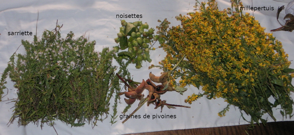 sarriette, graines de pivoines, noisettes et millepertuis