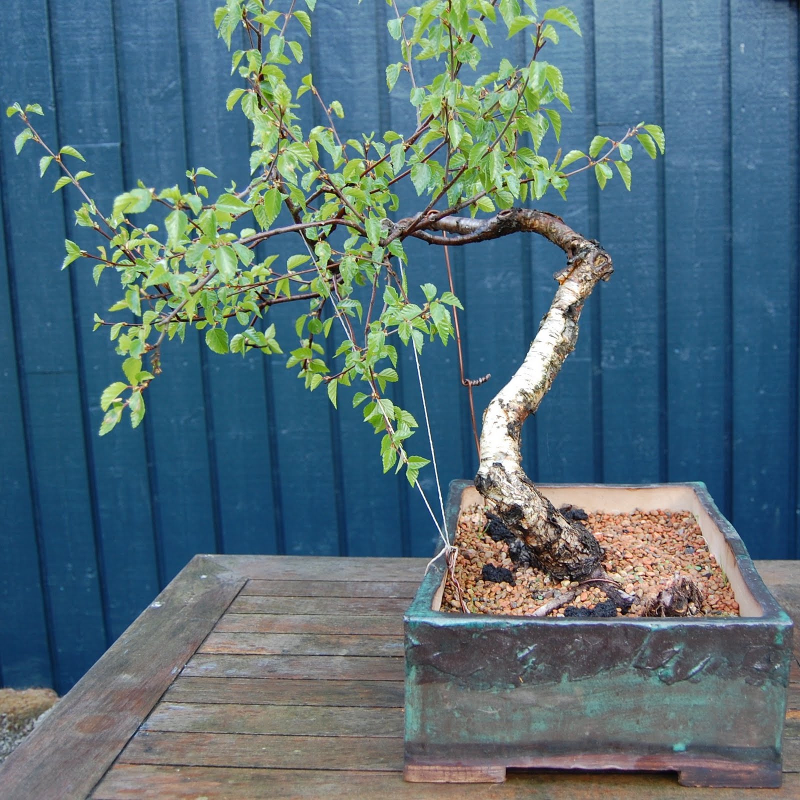 trygvebonsai Large Birch update