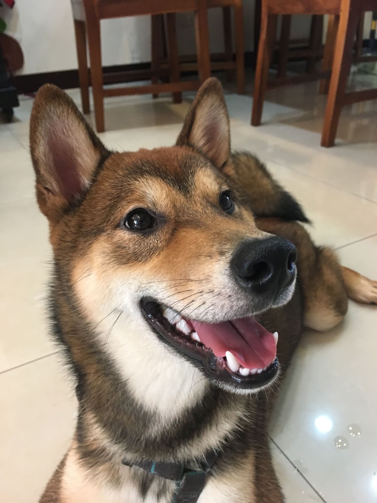 フレッシュ台湾犬价格ptt